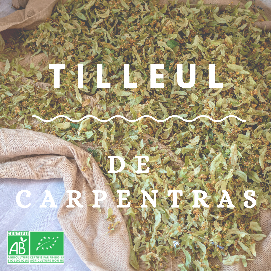 Tilleul de Carpentras Bio – Image 2