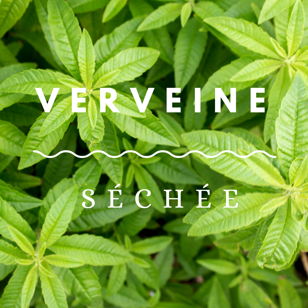 Verveine Séchée Bio – Image 2